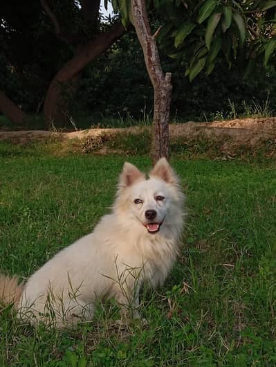 Pomeranian