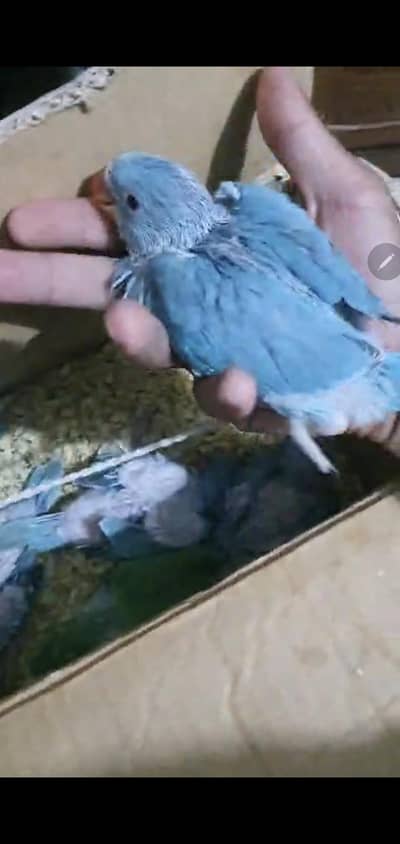 Rungneck chicks blue availible age 1 months plus