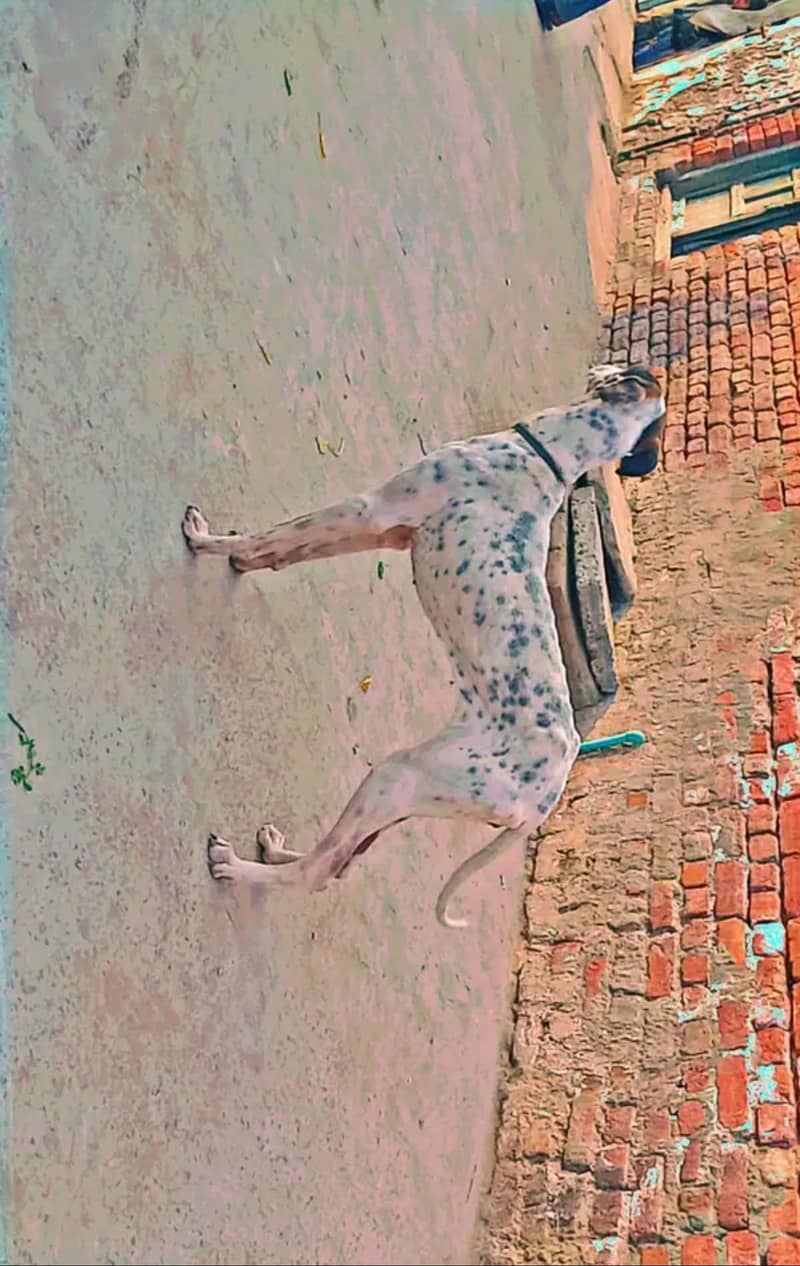 Bully tazi mix 0