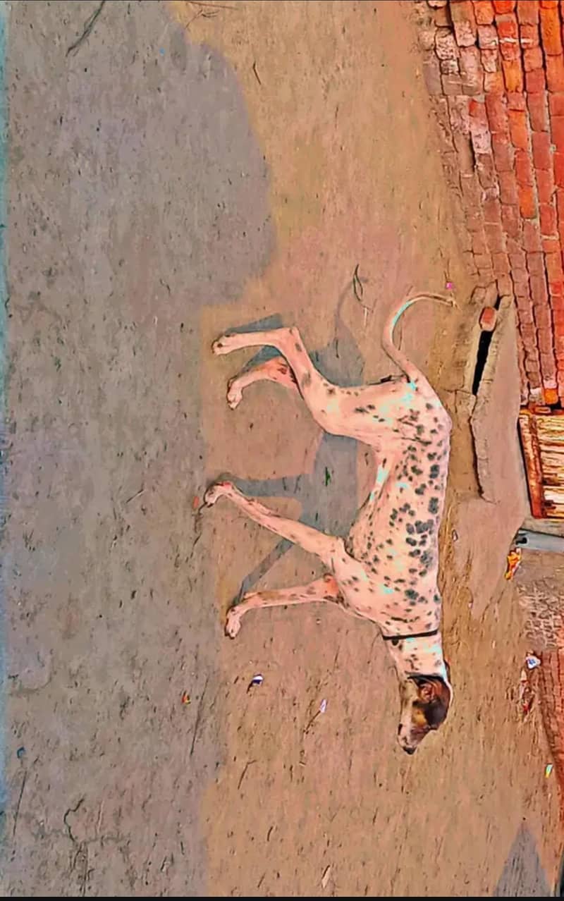 Bully tazi mix 1