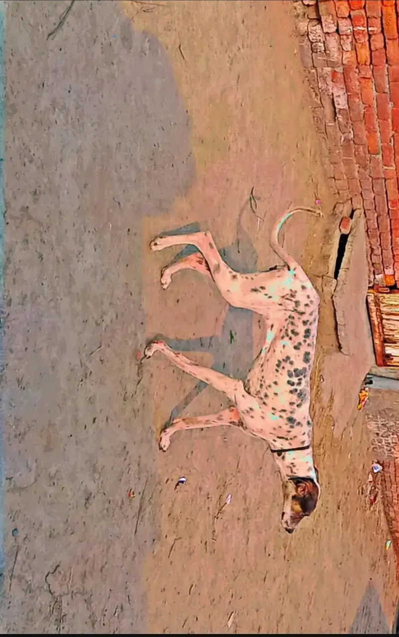 Bully tazi mix — photo 2