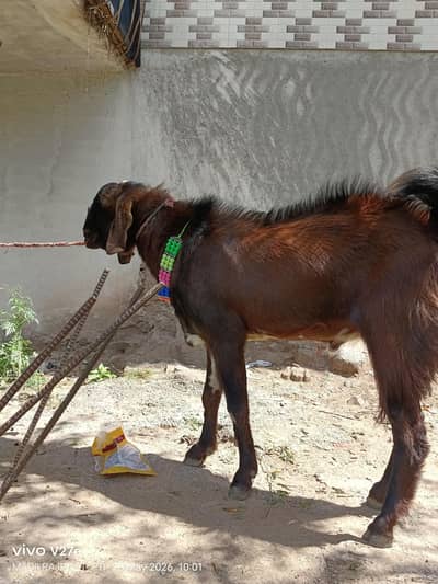 goats for sale