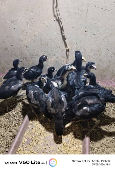 Black Pakoya