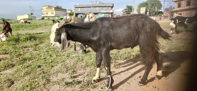 Desi Bkry 1600 Per KG