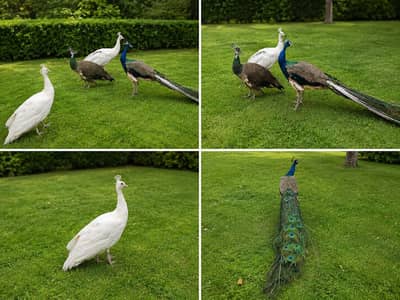 Peacocks