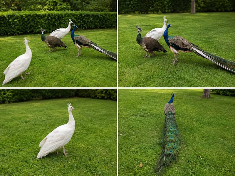 Peacocks 0