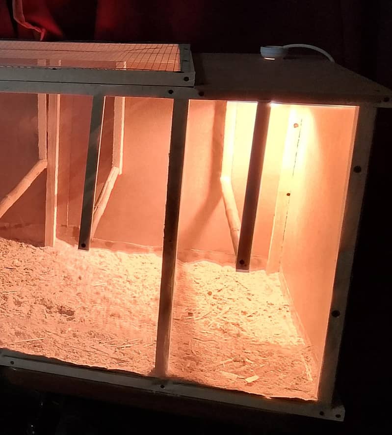 Brooder for chicks. 1
