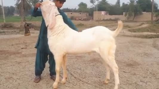 Qurbani lagwane wala Bakra For sale WhatsApp 03106417029
