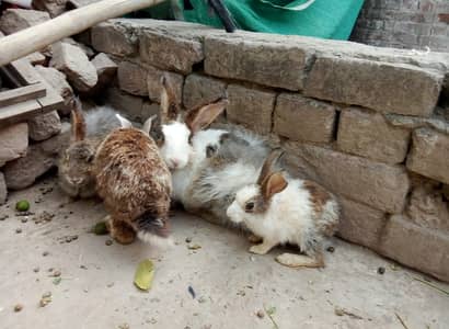 Rabbits for Sale – 1 Male simple, 2 Angora Females & 3 Baby Rabbits