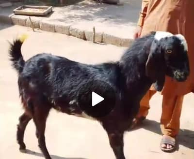 Bakra Goat for sale