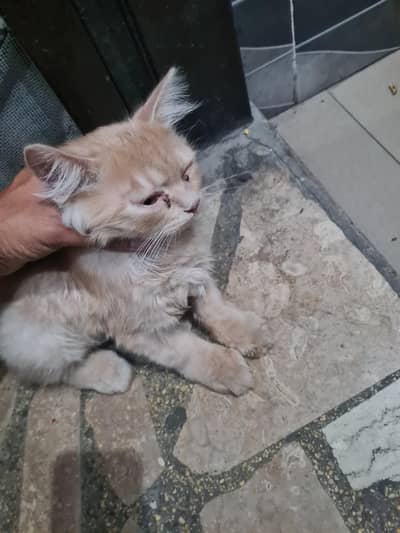 Parsian cat for sale argant 1.5 month