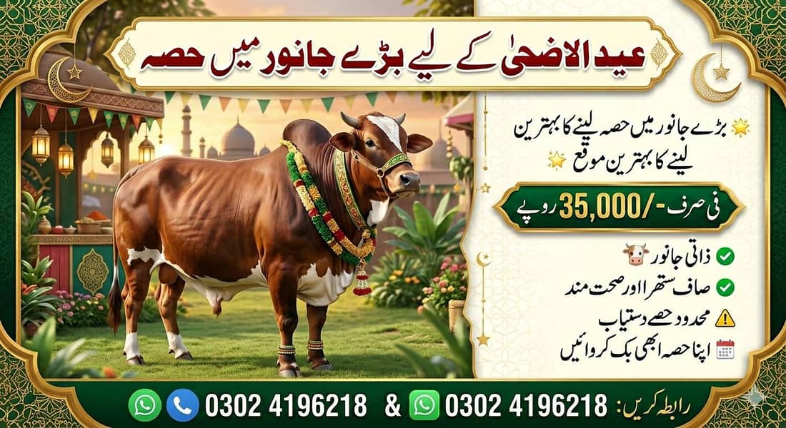 بڑے جانور میں حصہ صرف 35,000/- | ذاتی اور صحت مند گائے  0