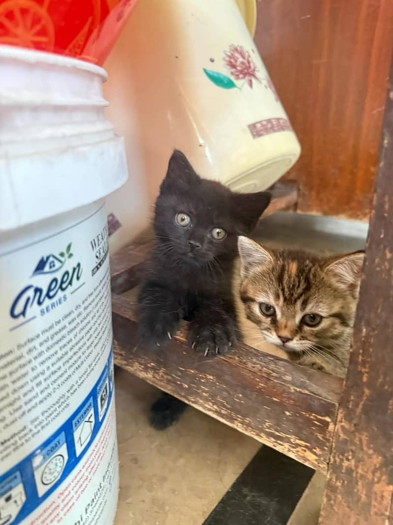 Russian baby cats 1