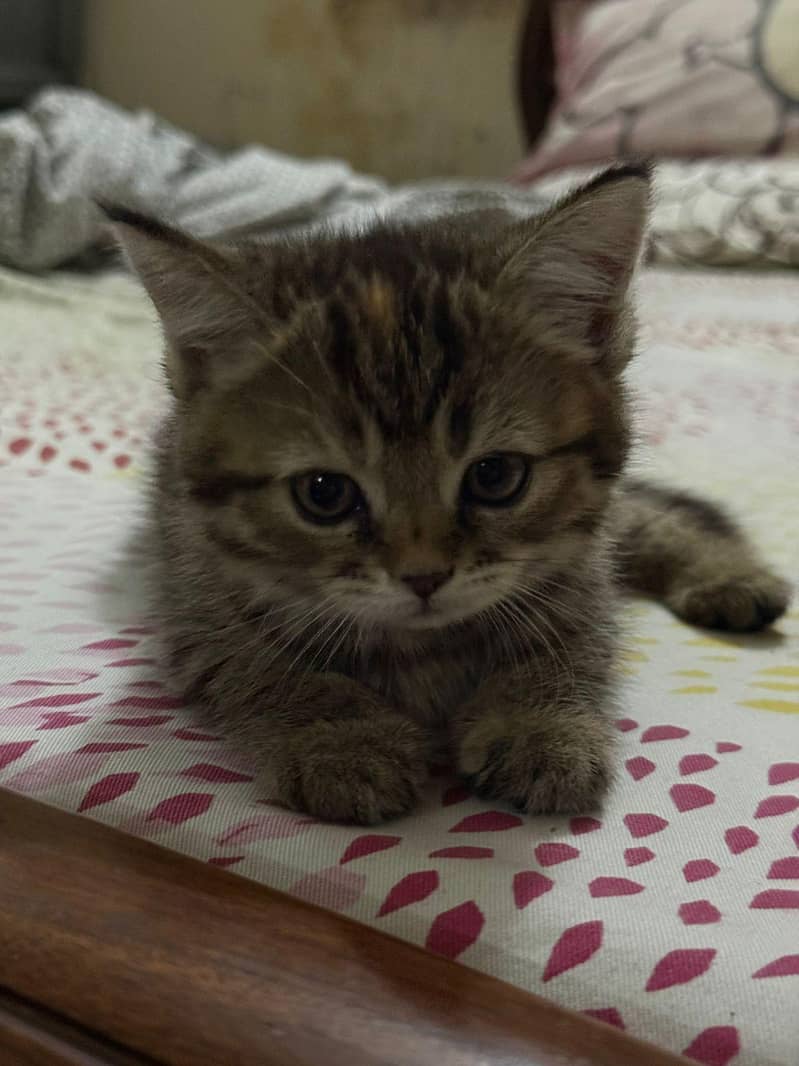 Russian baby cats 2