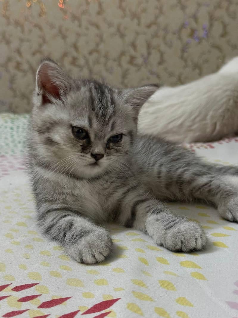Russian baby cats 3