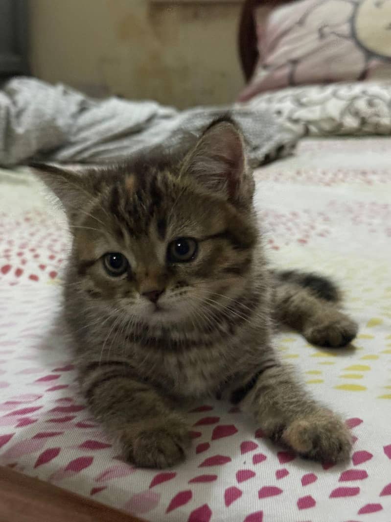 Russian baby cats 4
