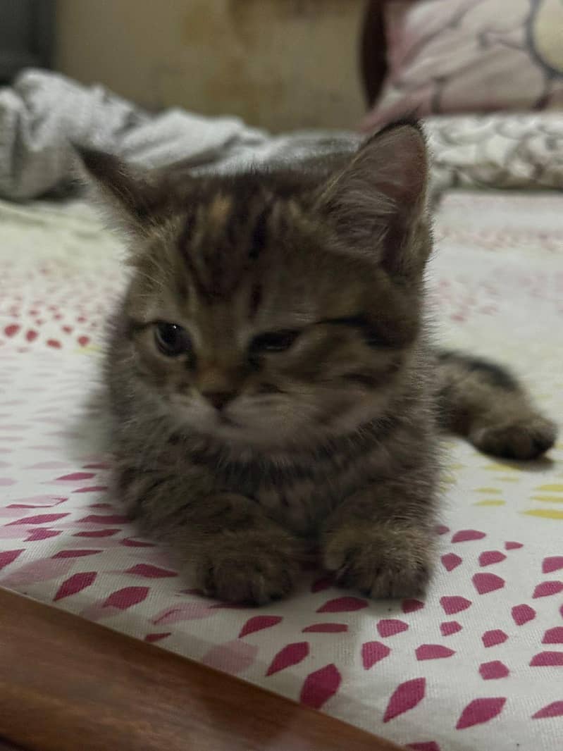 Russian baby cats 5