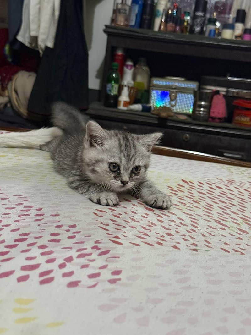 Russian baby cats 7