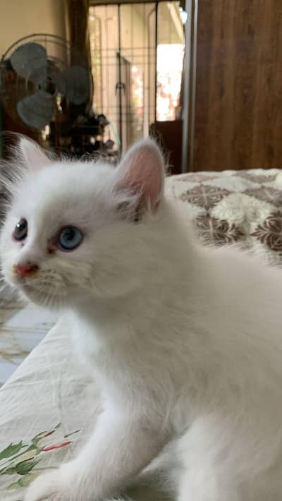 pure breed Persian male kitten