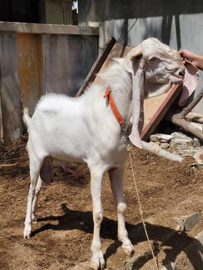 bakre for sale