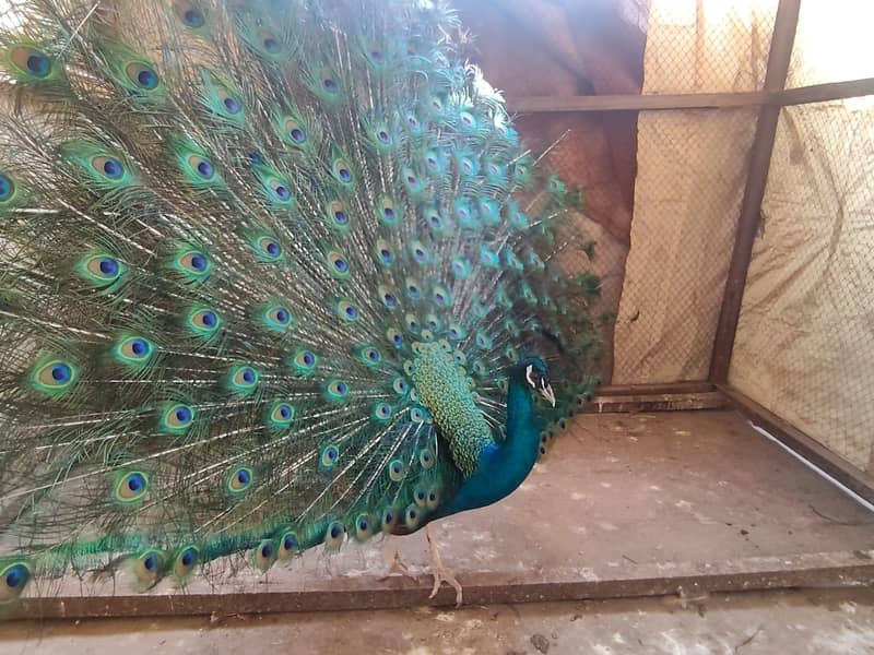 peacock 0