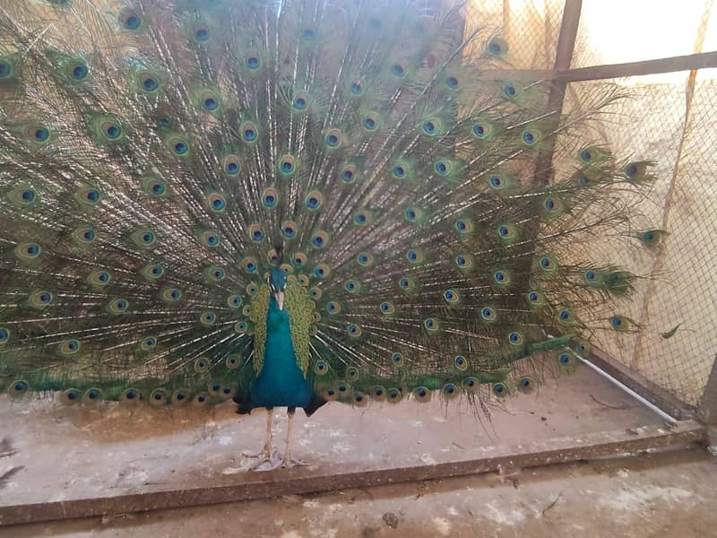 peacock 1