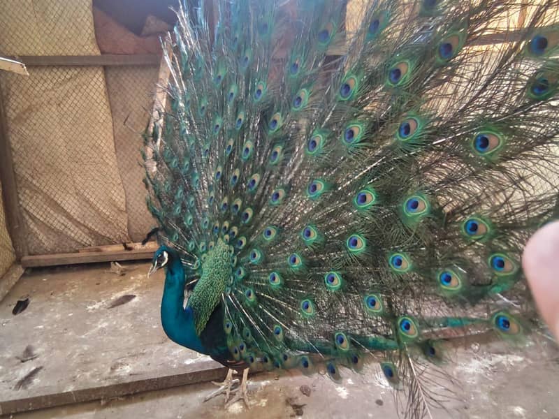 peacock 2