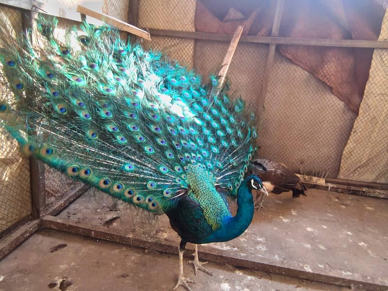 peacock 3