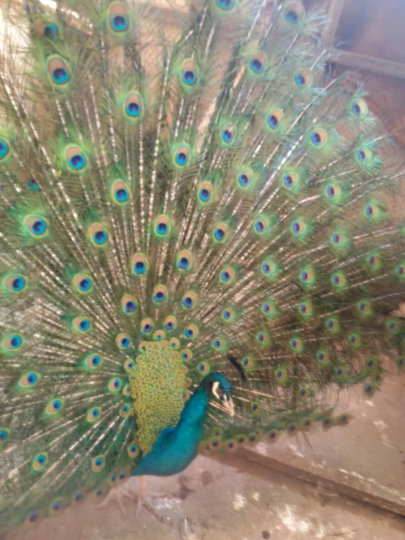 peacock 4