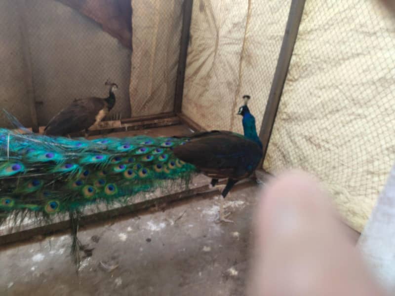 peacock 5