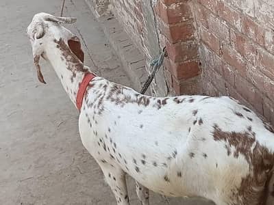 30 KG paki vip Bakri