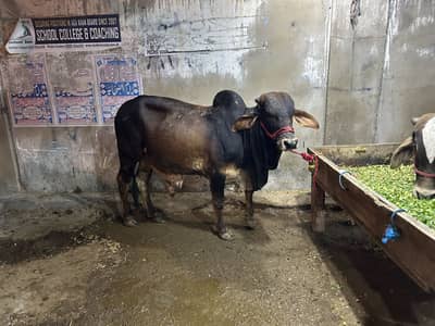 Cow bachra and bachiya