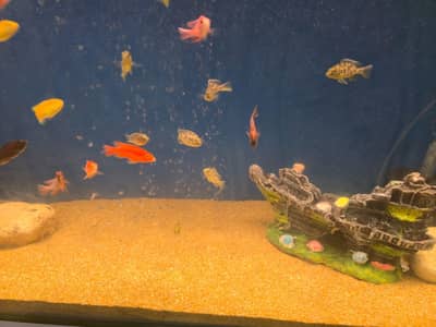 cichlids