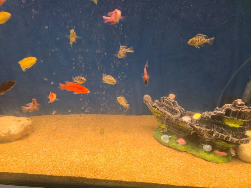 cichlids 0