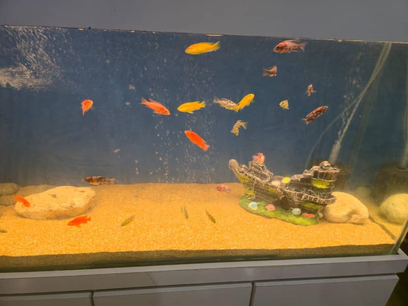 cichlids 1