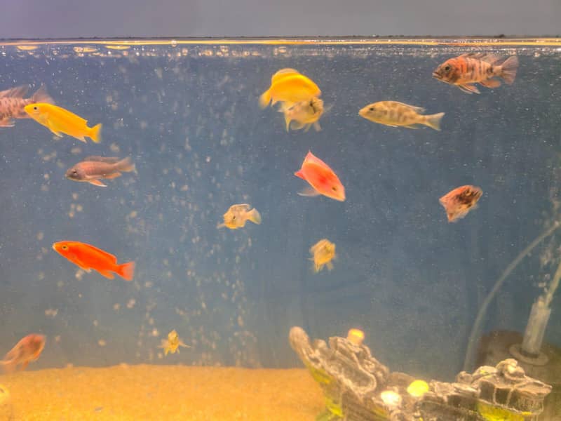 cichlids 2