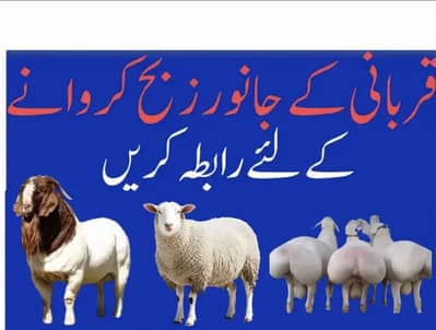 Professional butcher Services in Faisalabad Fresh &Hygienic Qasai Ser