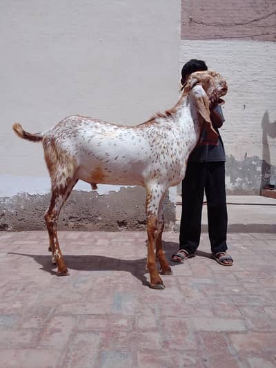 2 Teeth makhi Chenna bakra for sell