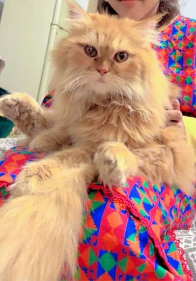 PERSIAN CAT FOR SALE