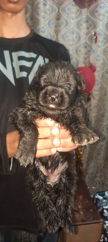 Black Shaperd Pupps