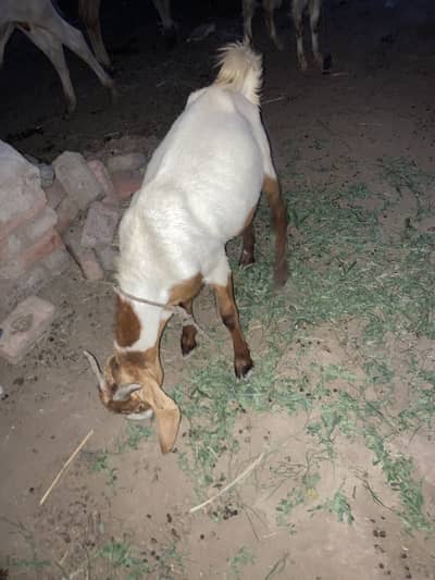 2 Danth Kassi Bakra Hai