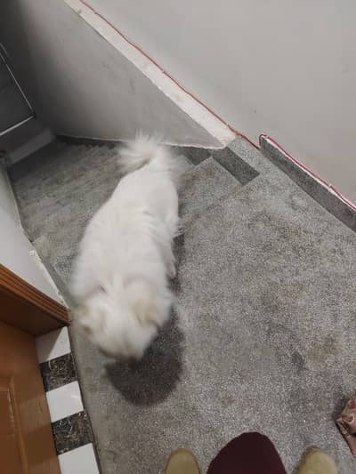 I want to sale my Russian Dog