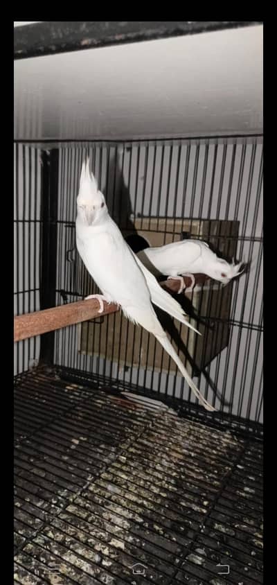 Eno cocktail breader pair with eggs top quality exhibition pair sale