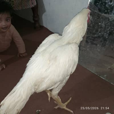 Aseel Heera Murga