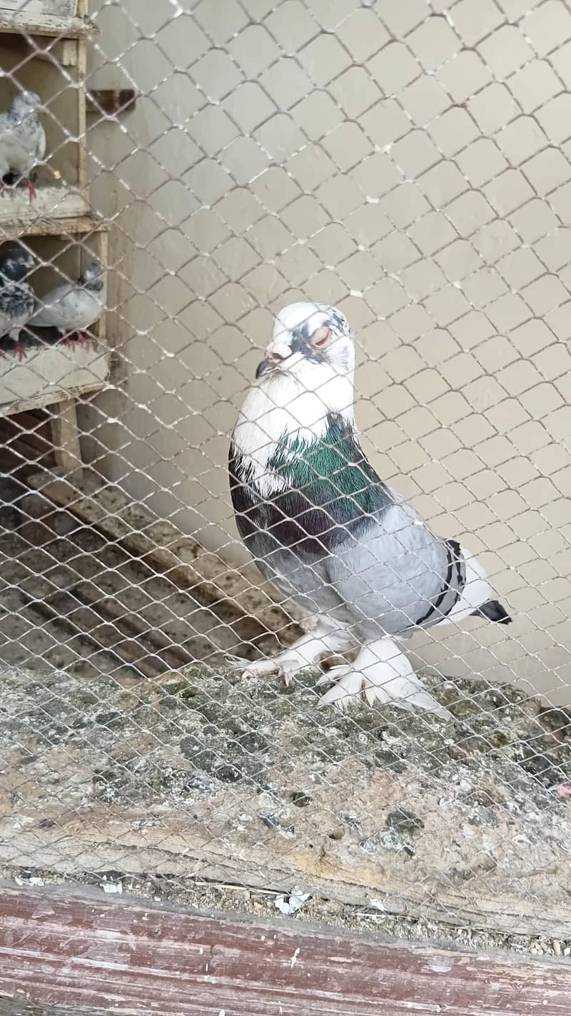 Fancy pigeon 5