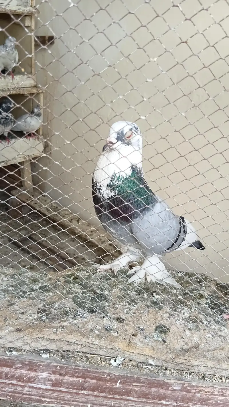 Fancy pigeon — photo 6