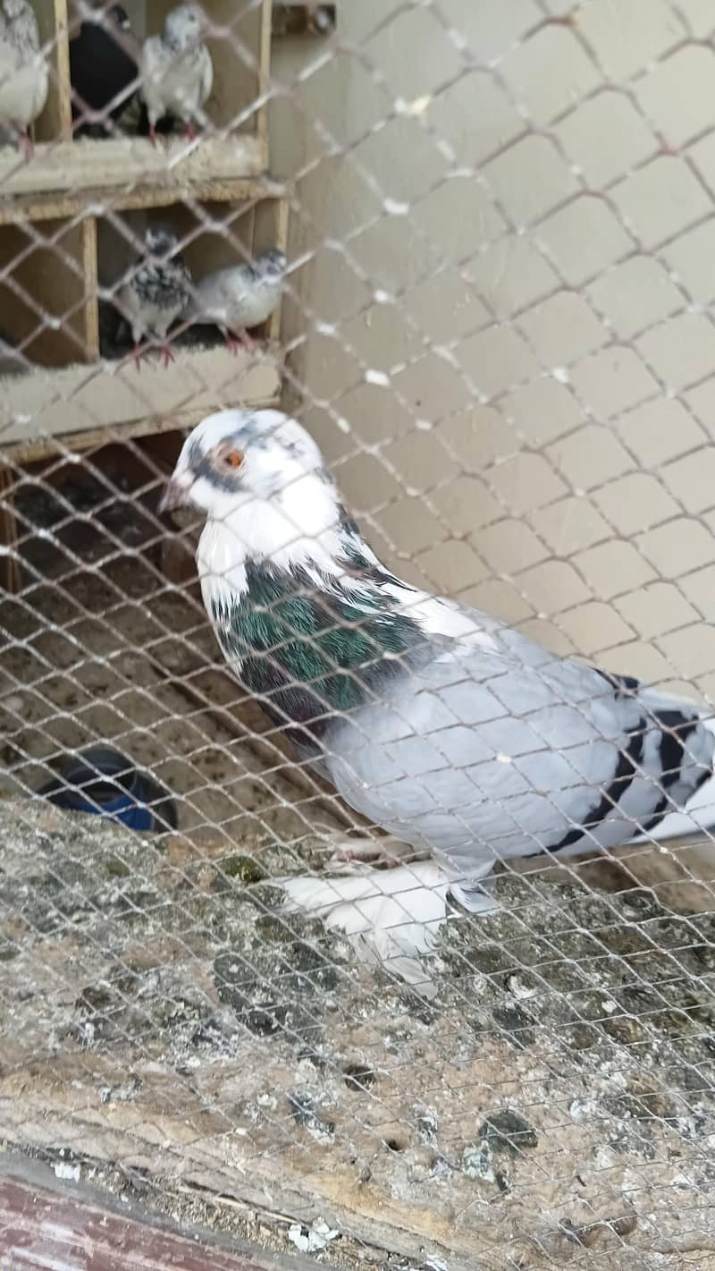 Fancy pigeon 6