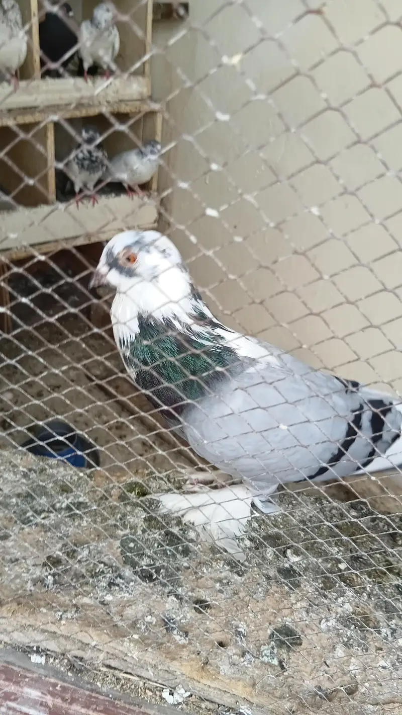Fancy pigeon — photo 7