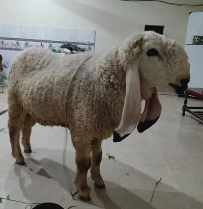 Male sheep / Goat / Kajla (Do dant)