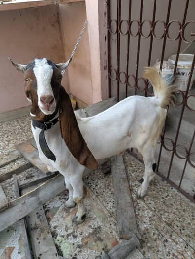 Bakra